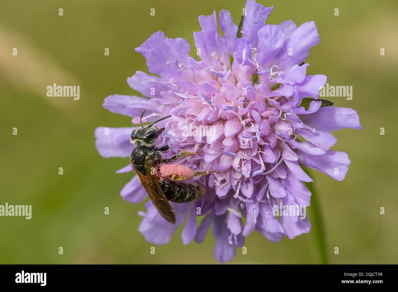 Grande abeille minière (Andrena hattfiana) pollinisant un champ Scabinious,(Knautia arvensis) Foto: Ola Jennersten / TT / Kod 2754 Banque D'Images