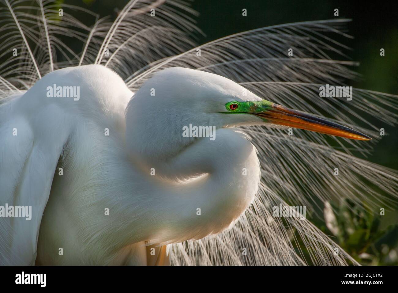 États-Unis, Floride, St. Augustine. Gros plan sur l'Egret. Banque D'Images