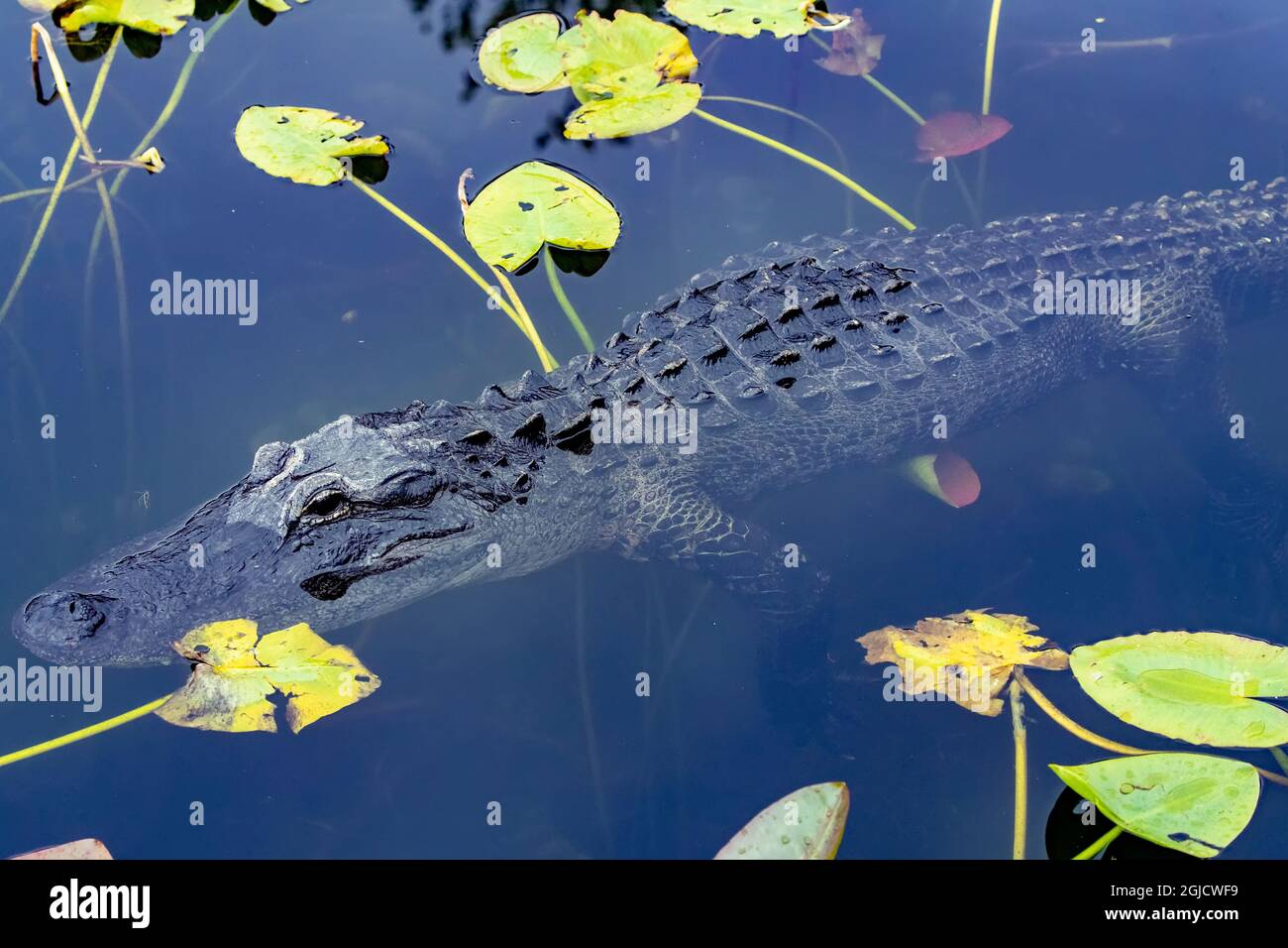 En Alligator Parc National des Everglades, Florida, USA Banque D'Images