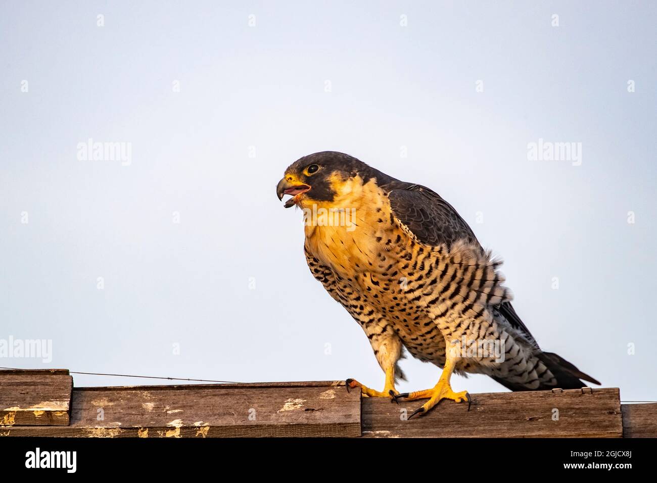 Chuck falcon Banque de photographies et d’images à haute résolution Alamy