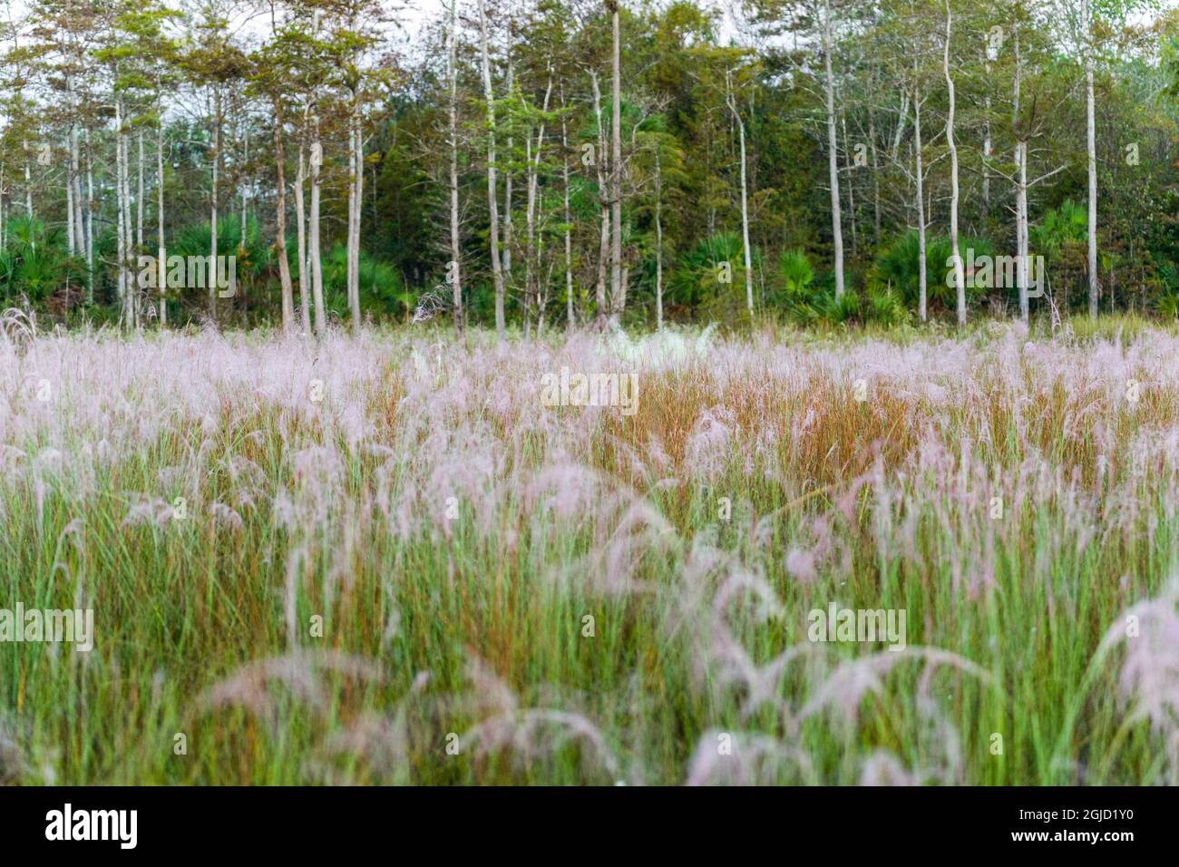 Floraison de l'herbe de Muhly dans une prairie gérée par le feu prescrit. Banque D'Images