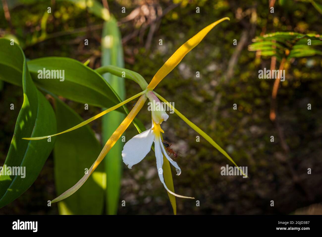 La fleur d'orchidée épidendrum, senfumée de nuit. Banque D'Images