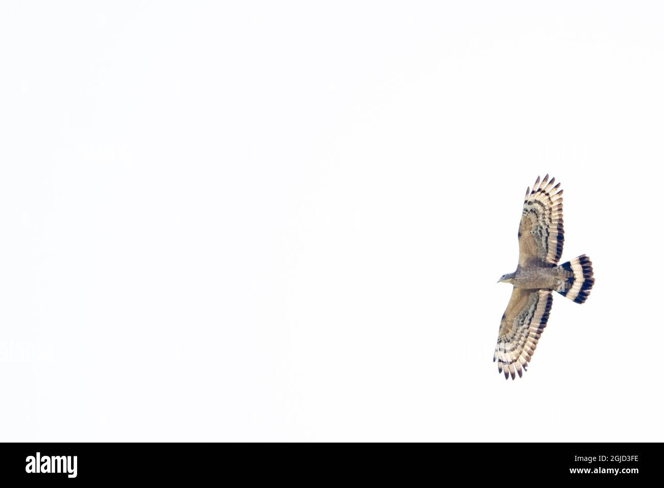 Buzzard au miel et à la crème, syn-Buzzard au miel oriental. (Pernis ptilorhynchus) Foto: Magnus Martinsson / TT / 2734 Banque D'Images