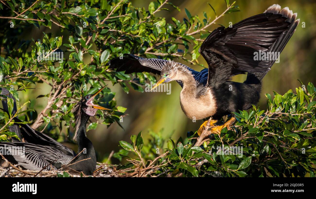 Une paire d'anhingas échange des cordialités tandis que le mâle (à gauche) incube les oeufs. Banque D'Images