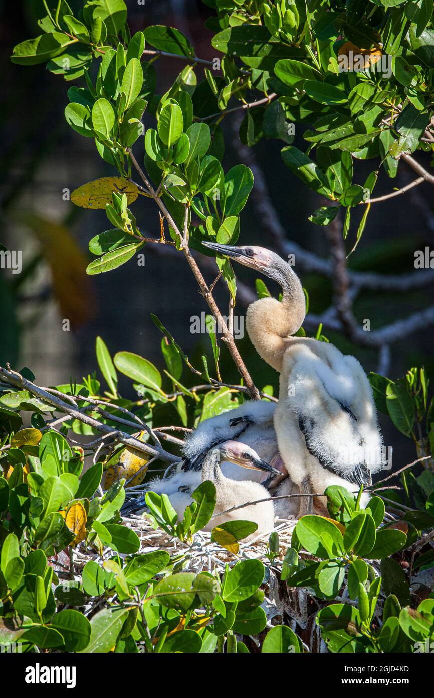 Anhinga Chicks attend qu'un parent revienne avec de la nourriture dans une rookery du sud de la Floride. Banque D'Images