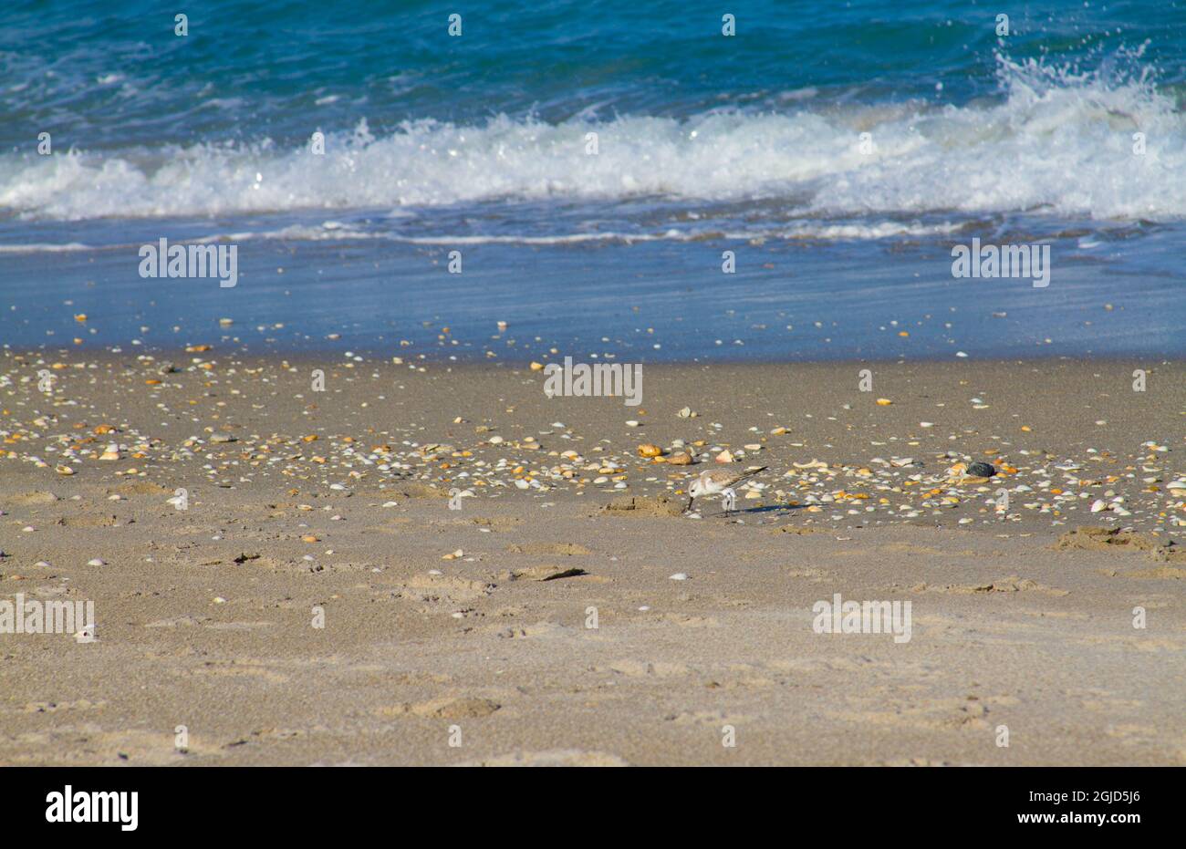 Vagues et sable à Jupiter Beach, Floride. Banque D'Images