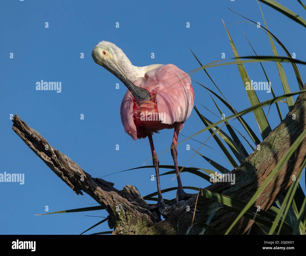 Roseate spoonbill prêing sur la succursale, Floride, États-Unis. Banque D'Images