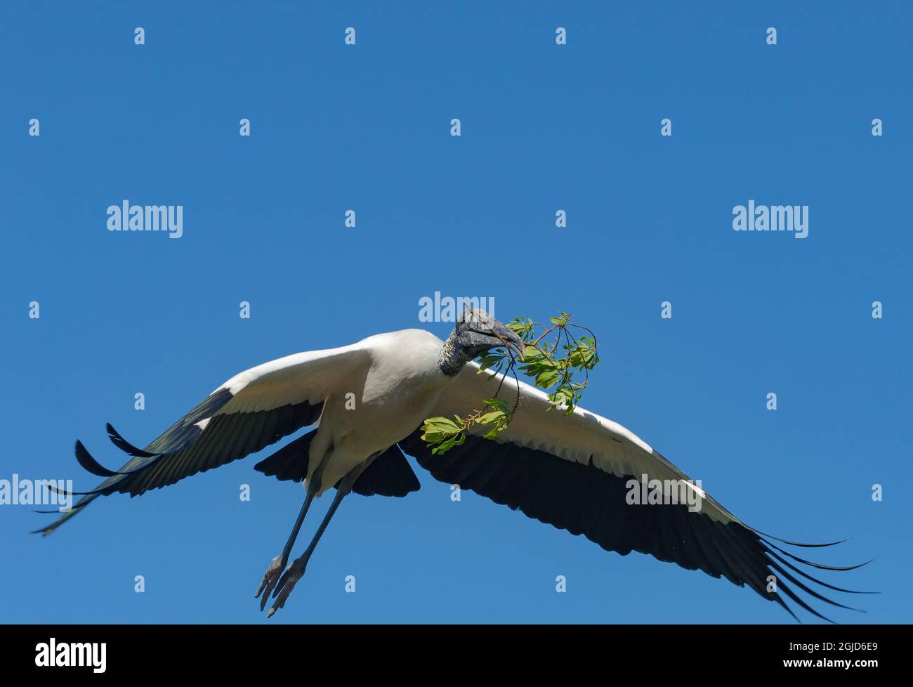 Cigognes en bois transportant des matériaux de nidification, rookery de Floride. Banque D'Images