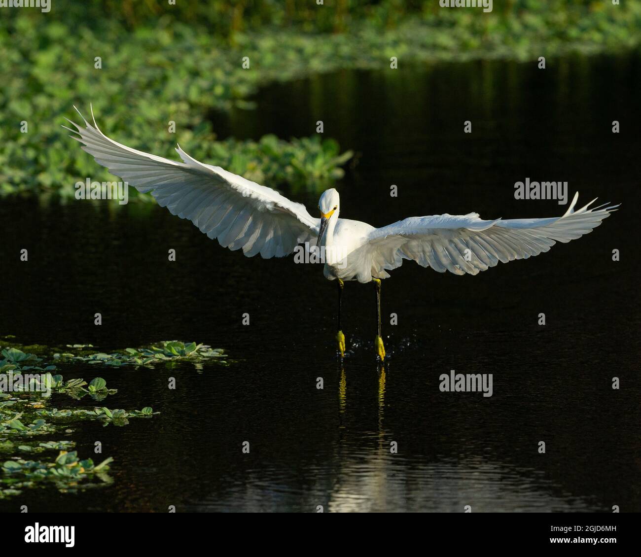 Chasse à l'aigrette enneigée, Green Cay Wetlands, Floride Banque D'Images