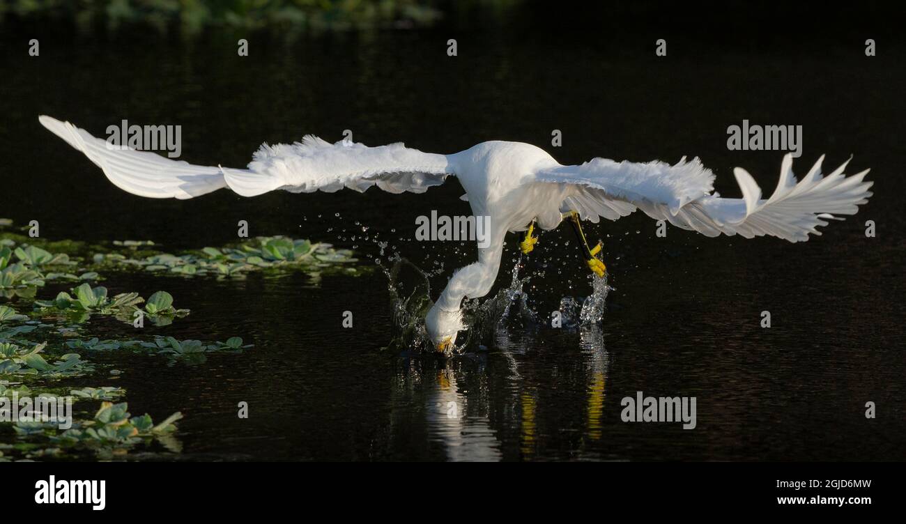 Chasse à l'aigrette enneigée, Green Cay Wetlands, Floride Banque D'Images