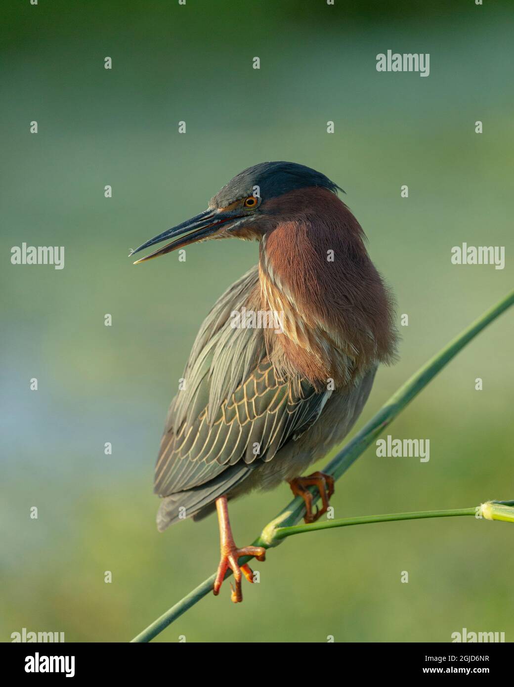 Héron vert, Butorides virescens, Green Cay Wetlands, Floride Banque D'Images