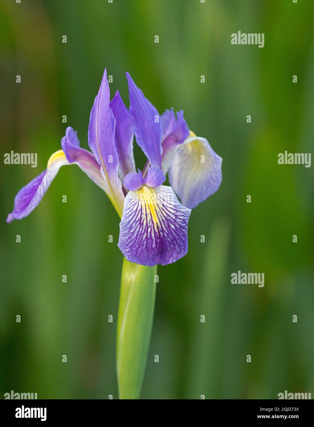 Iris du drapeau bleu du sud, Iris virginica, Loxahatchee National Wildlife refuge, Floride Banque D'Images