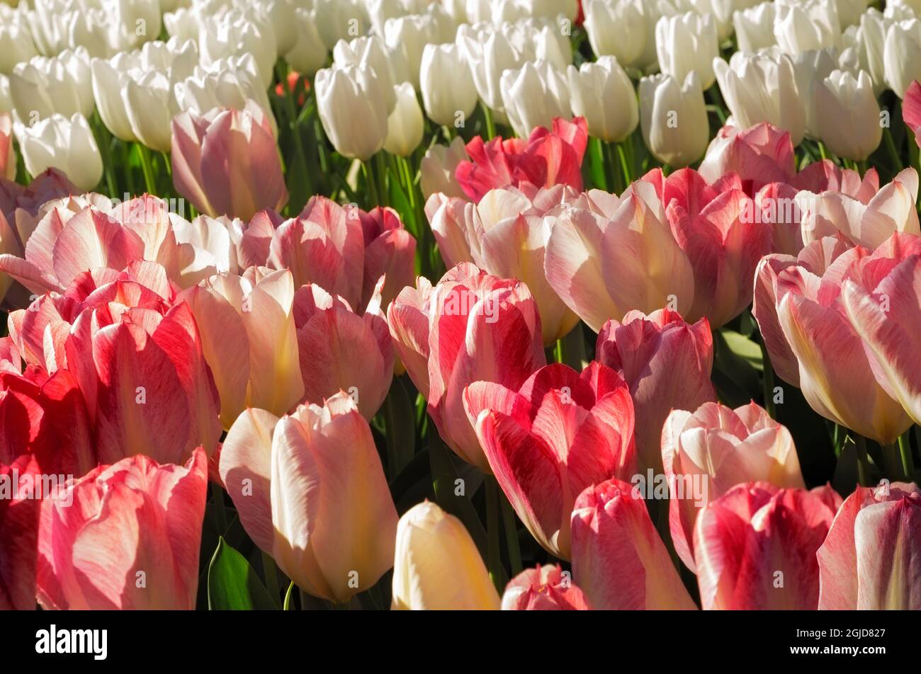 WA19618-00...WASHINGTON - des tulipes roses et blanches fleurissent dans un jardin de démonstration à la ferme des bulbes de Roozenarde. Banque D'Images