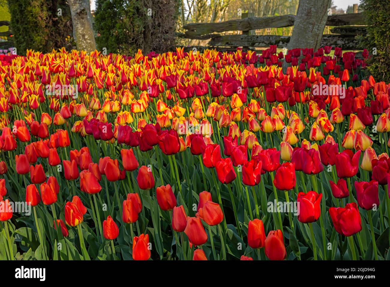 WA19623-00...WASHINGTON - tulipes colorées dans un jardin de démonstration à la ferme des bulbes de Roozengaarde située dans la vallée de Skagit. Banque D'Images