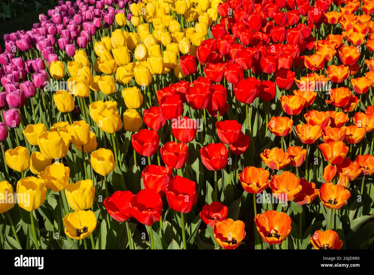 WA19625-00...WASHINGTON - Une exposition colorée de tulipes qui fleuris dans un jardin de démonstration à la ferme des bulbes de Roozenarde, dans la vallée de Skagit. Banque D'Images