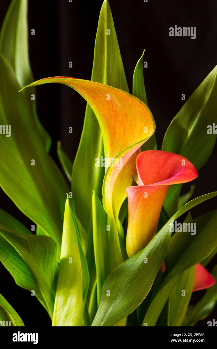 Etats-Unis, Géorgie, Savannah. Gros plan de cala Lily. Banque D'Images