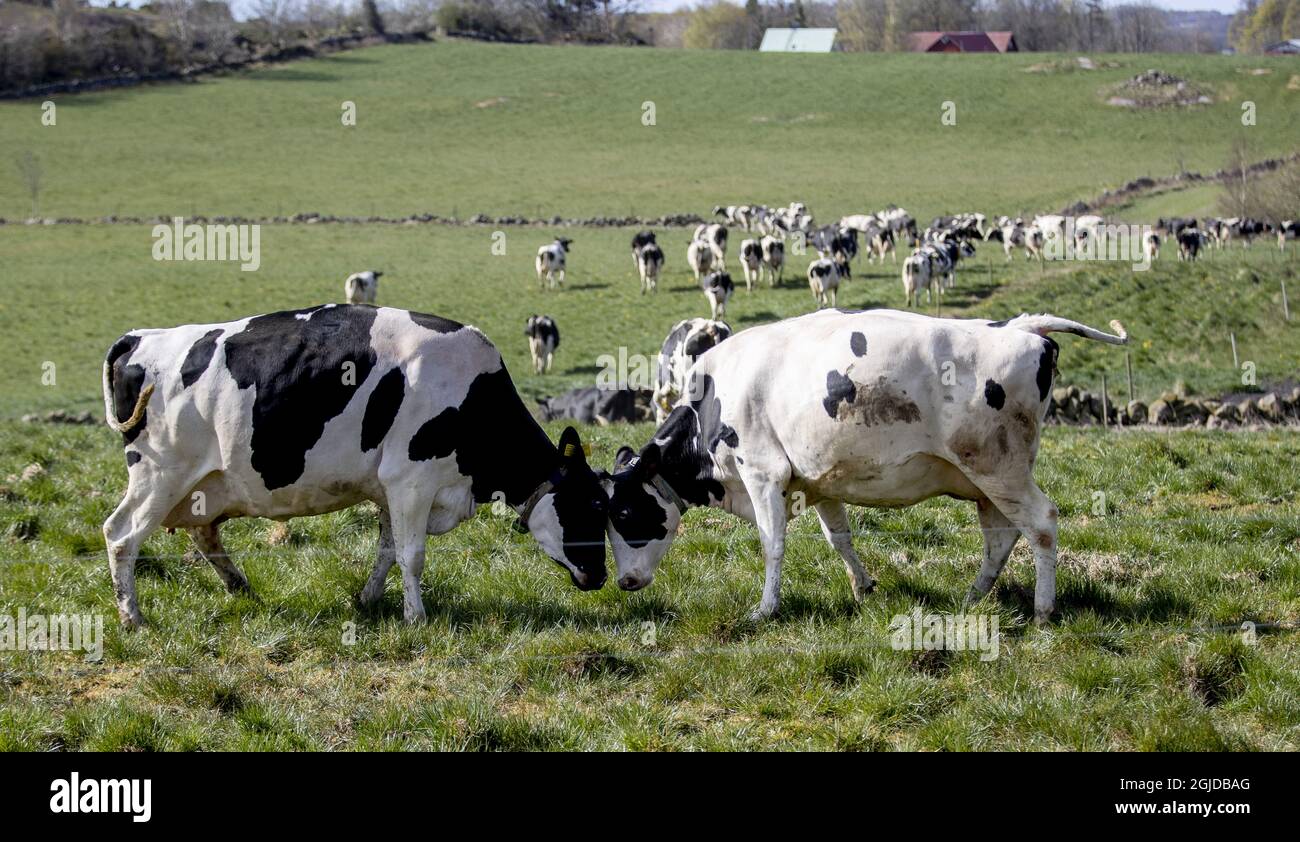 Libération de vache ou libération de pâturage à la ferme Olasgard à l'extérieur de Varberg, Suède 25 avril 2020. Les vaches heureuses se réjouissent quand elles enfin après six longs mois dans la grange peuvent grignoter de l'herbe fraîche et sentir à nouveau la brise extérieure aérée. La libération de la vache de printemps est normalement un événement familial annuel dans de nombreuses fermes en Suède, mais cette année, en raison de la pandémie du coronavirus, le public peut suivre l'événement sur le Web. Photo Adam Ihse / TT / Kod 9200 ** HORS SUÈDE *** Banque D'Images