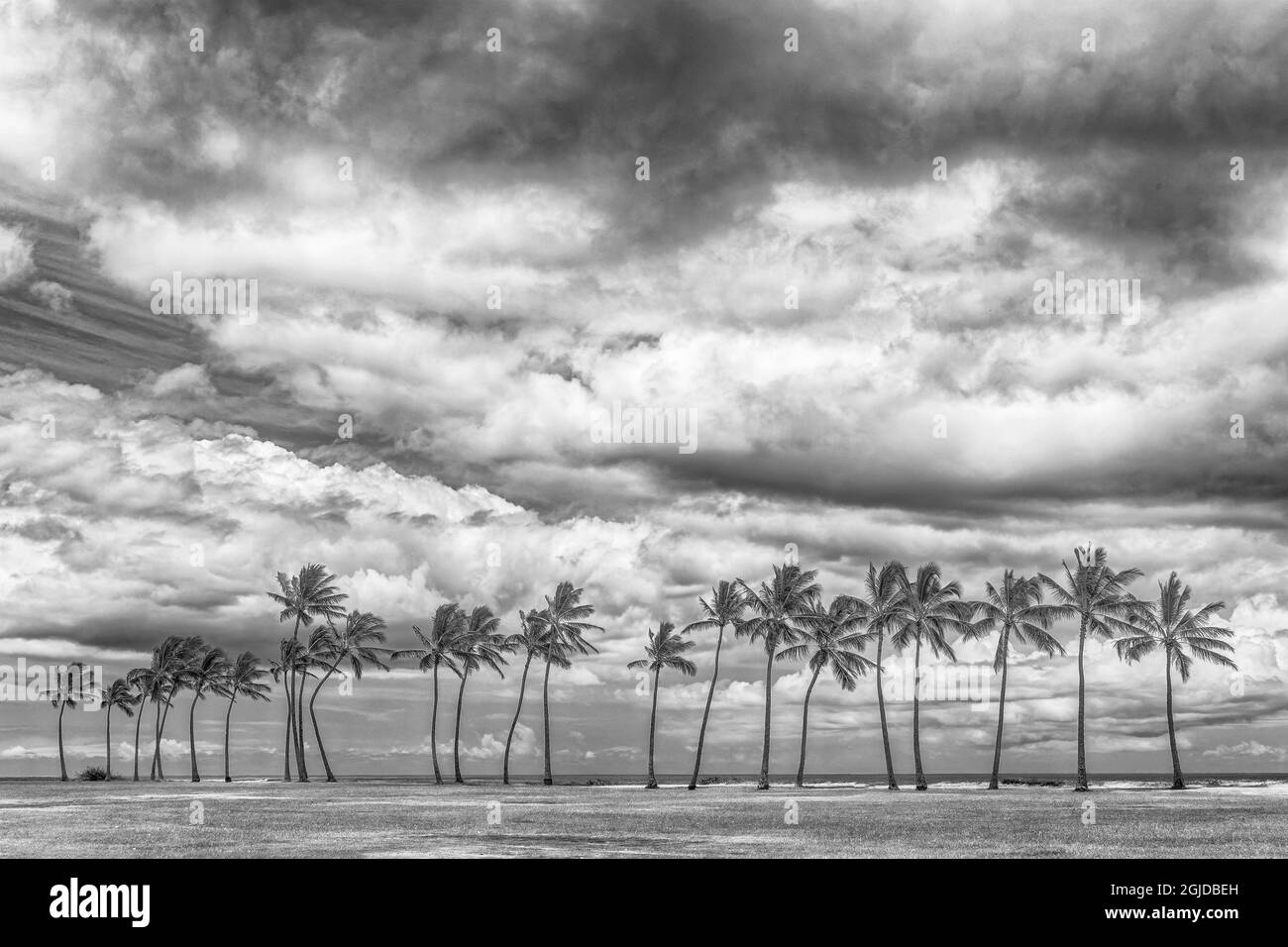 Palmiers le long de la côte, Maui, Hawaï. Banque D'Images