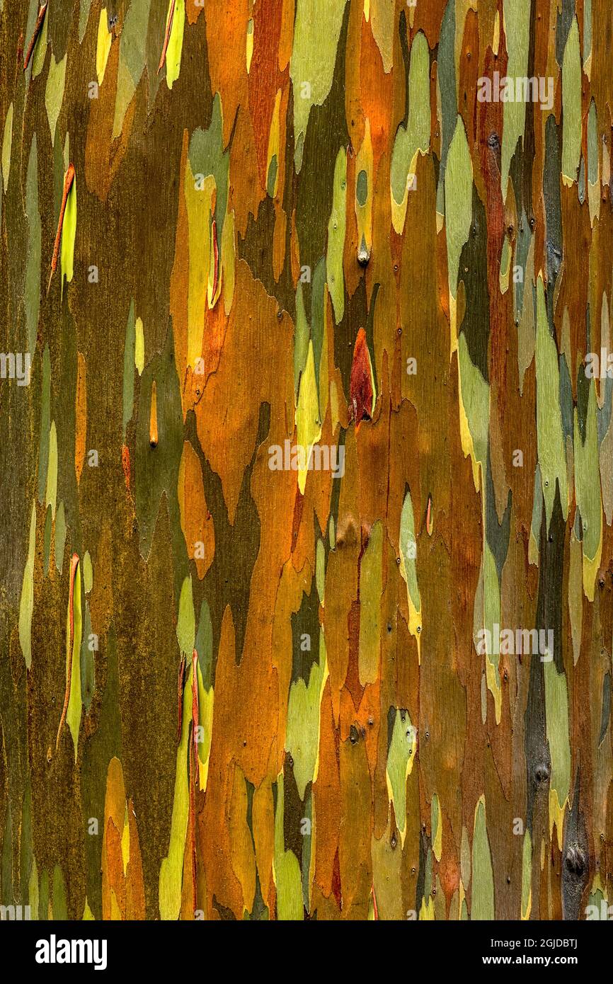 Motif écorce d'eucalyptus arc-en-ciel, Oahu, Hawaï. Banque D'Images