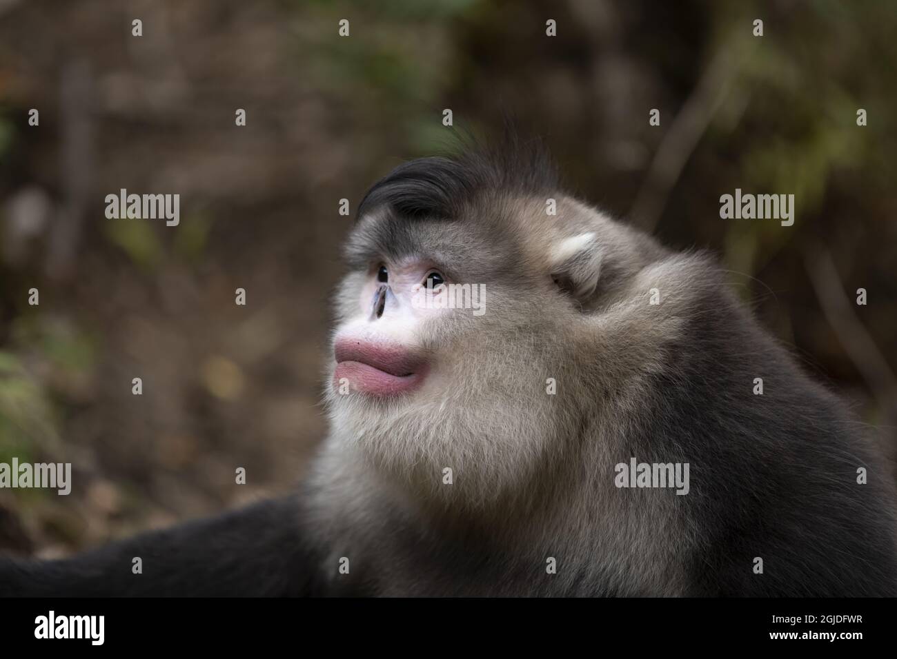 Singe noir à nez snub, singe noir et blanc à nez snub (Rhinopithecus bieti ). Photo: Magnus Martinsson / TT / code 2734 Banque D'Images