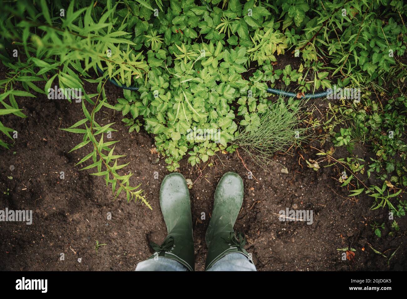 STOCKHOLM 20200730 Une femme portant des bottes wellington ou des bottes en caoutchouc regarde les mauvaises herbes qui poussent dans un jardin à Stockholm, en Suède. Photo: Stina Stjernkvist / TT / code 11610 Banque D'Images