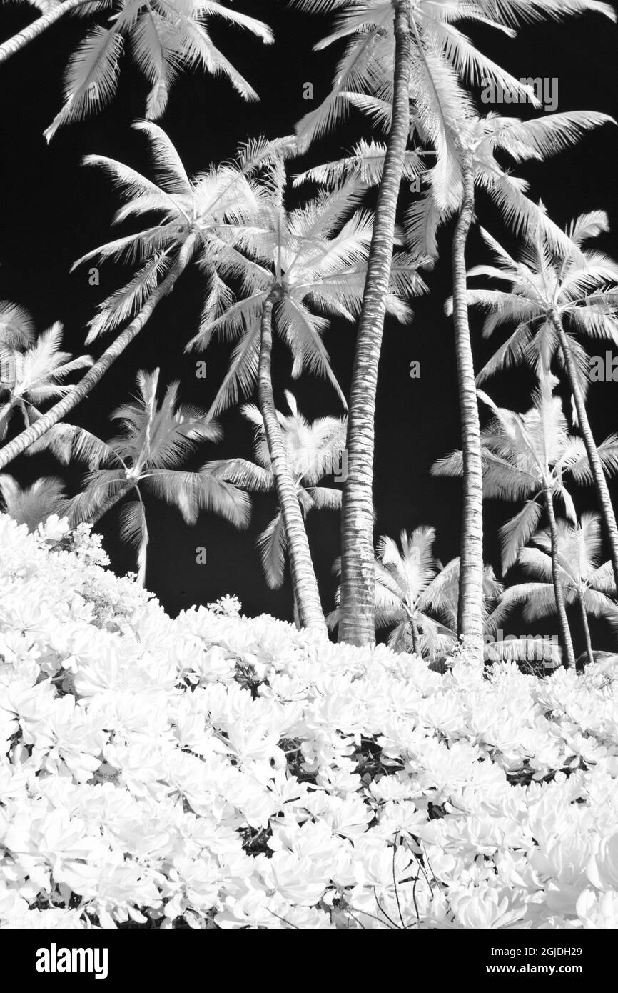 États-Unis, Hawaï, Maui. Image infrarouge des palmiers Banque D'Images