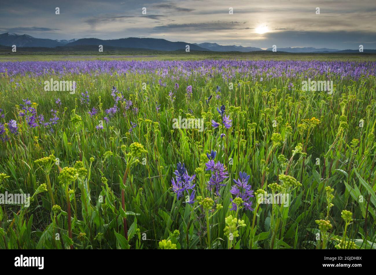 États-Unis, Idaho. Prés de Common camas, montagnes Sawtooth du bassin Stanley. Banque D'Images