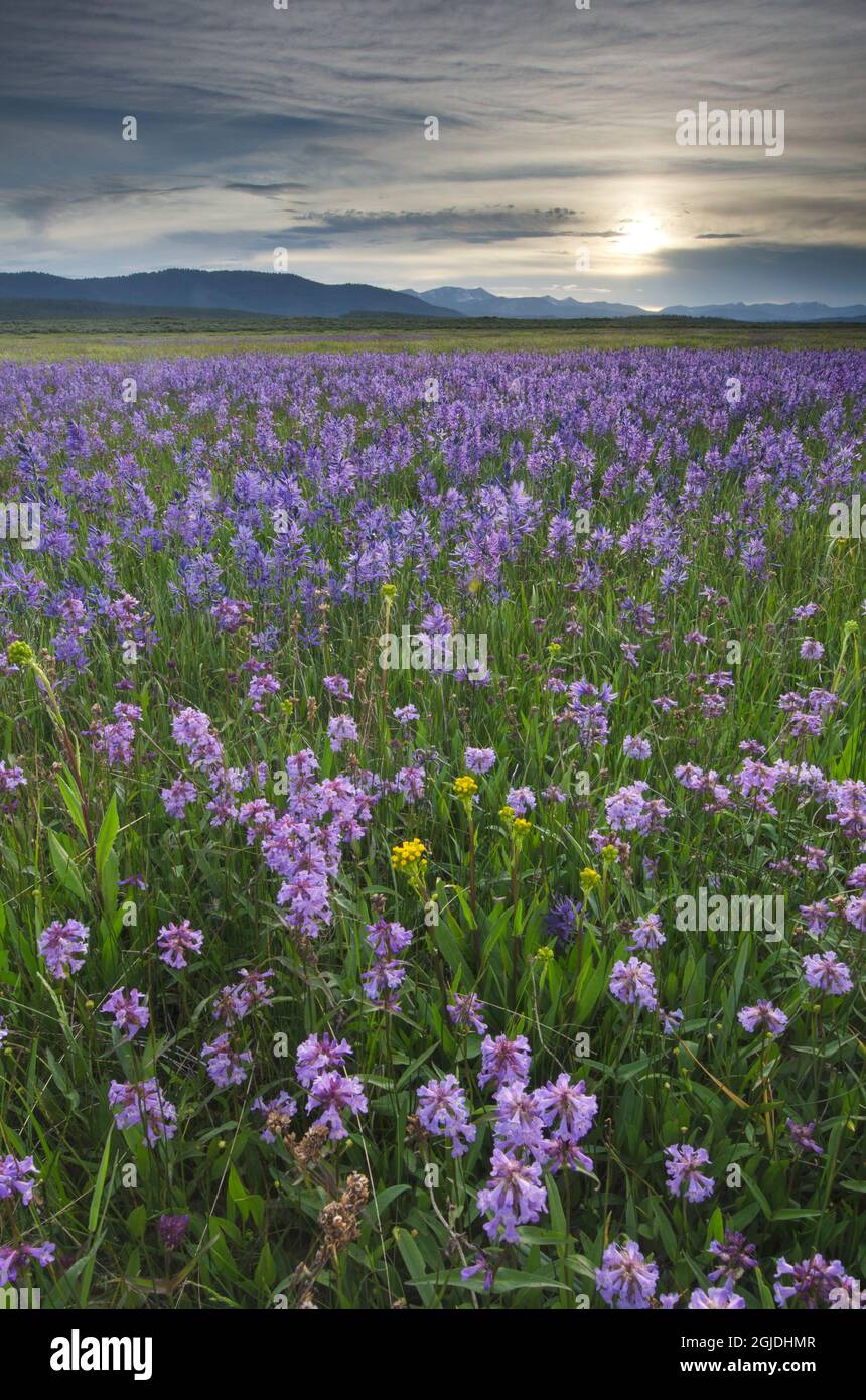 États-Unis, Idaho. Prés de Common camas, montagnes Sawtooth du bassin Stanley. Banque D'Images