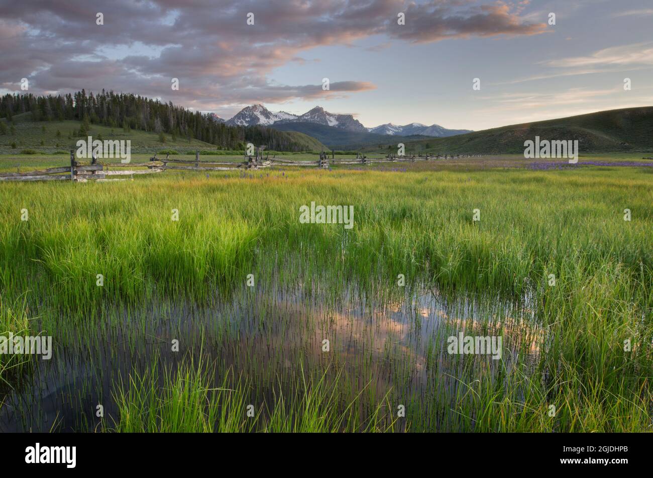 États-Unis, Idaho. Terres humides dans le bassin Stanley, les montagnes Sawtooth. Banque D'Images