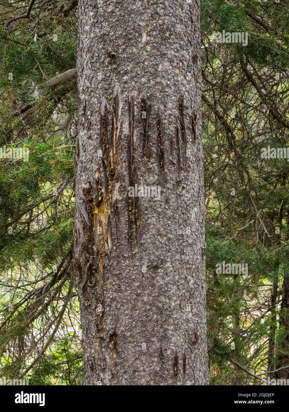 Porter des marques de rayures sur l'arbre, Victor, Idaho. Marque de parfum pour les autres ours du territoire Banque D'Images