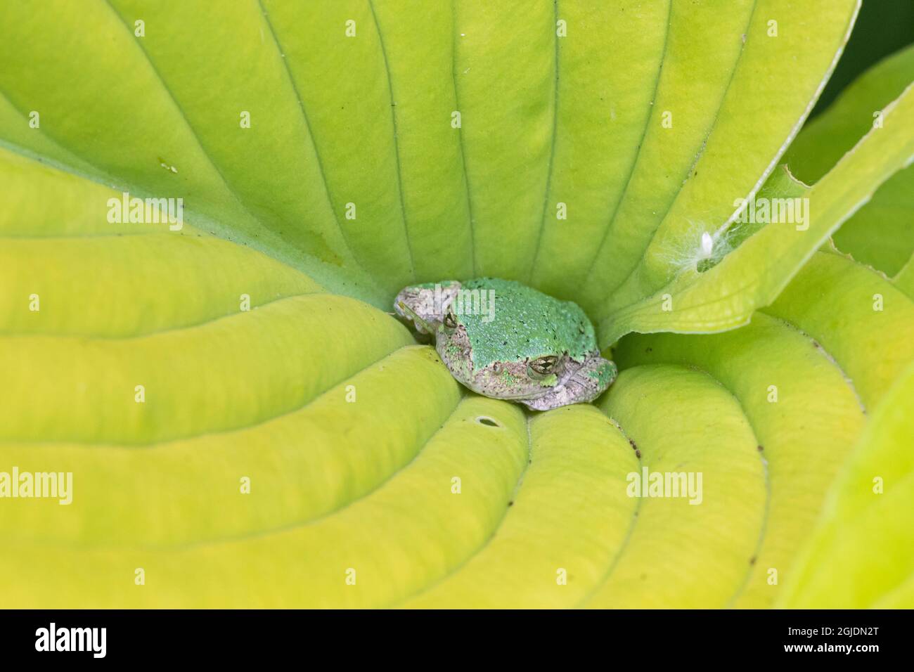 Treefrog gris (Hyla versicolor) dans la feuille de hosta, Marion County, Illinois. Banque D'Images