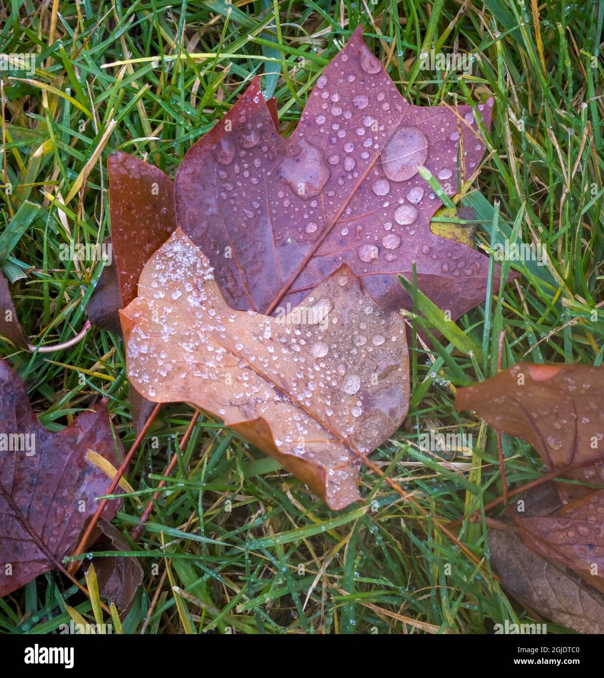 États-Unis, Indiana, Carmel. Gouttelettes de pluie sur les feuilles d'automne. Credit AS: Wendy Kaveney / Galerie Jaynes / DanitaDelimont.com Banque D'Images