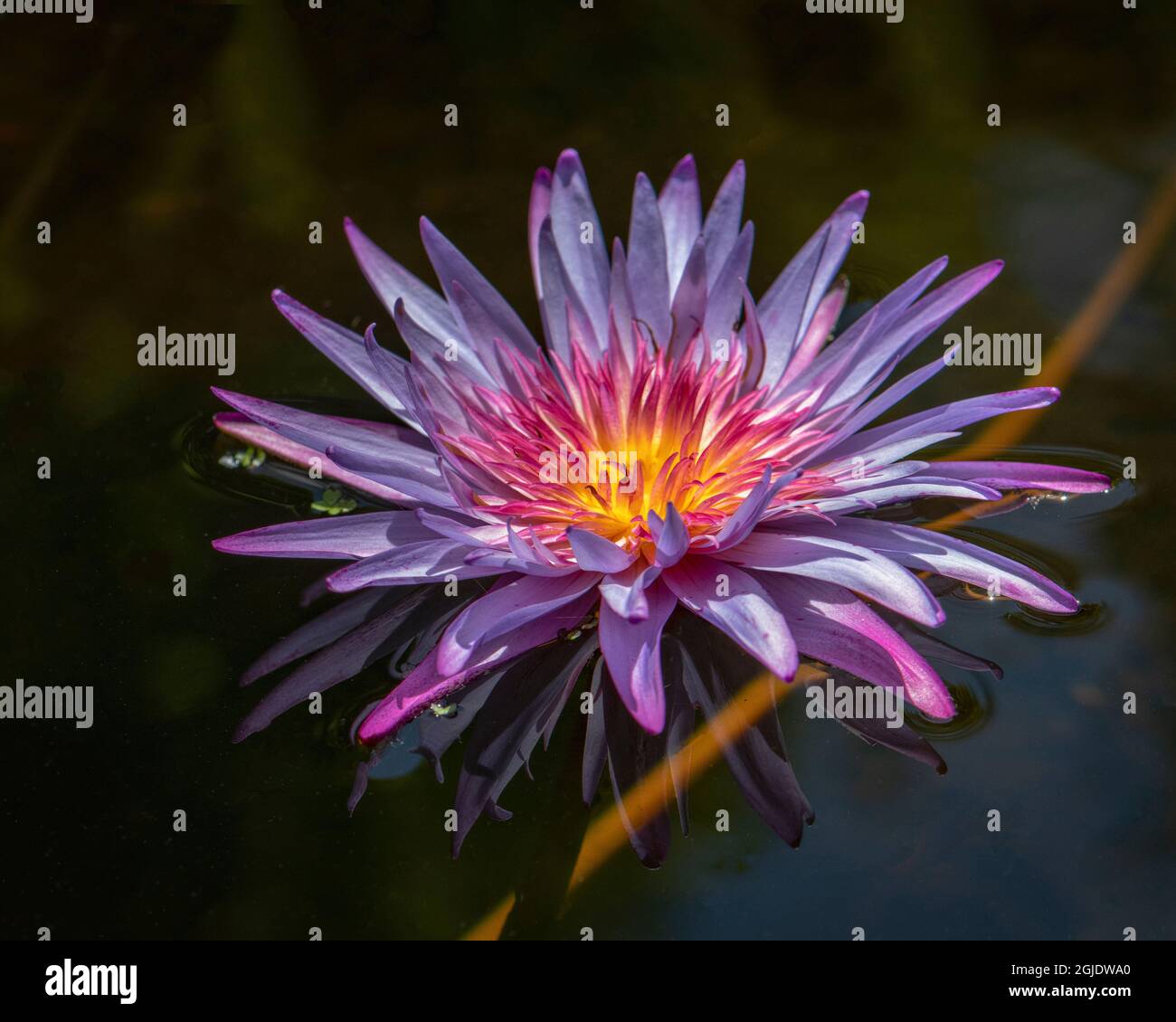 Fleurs aux couleurs vives et aux reflets fantômes dans l'eau. Banque D'Images