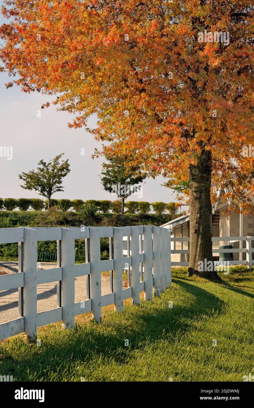 Clôtures blanches, circuit de course Keeneland, Lexington, Kentucky Banque D'Images