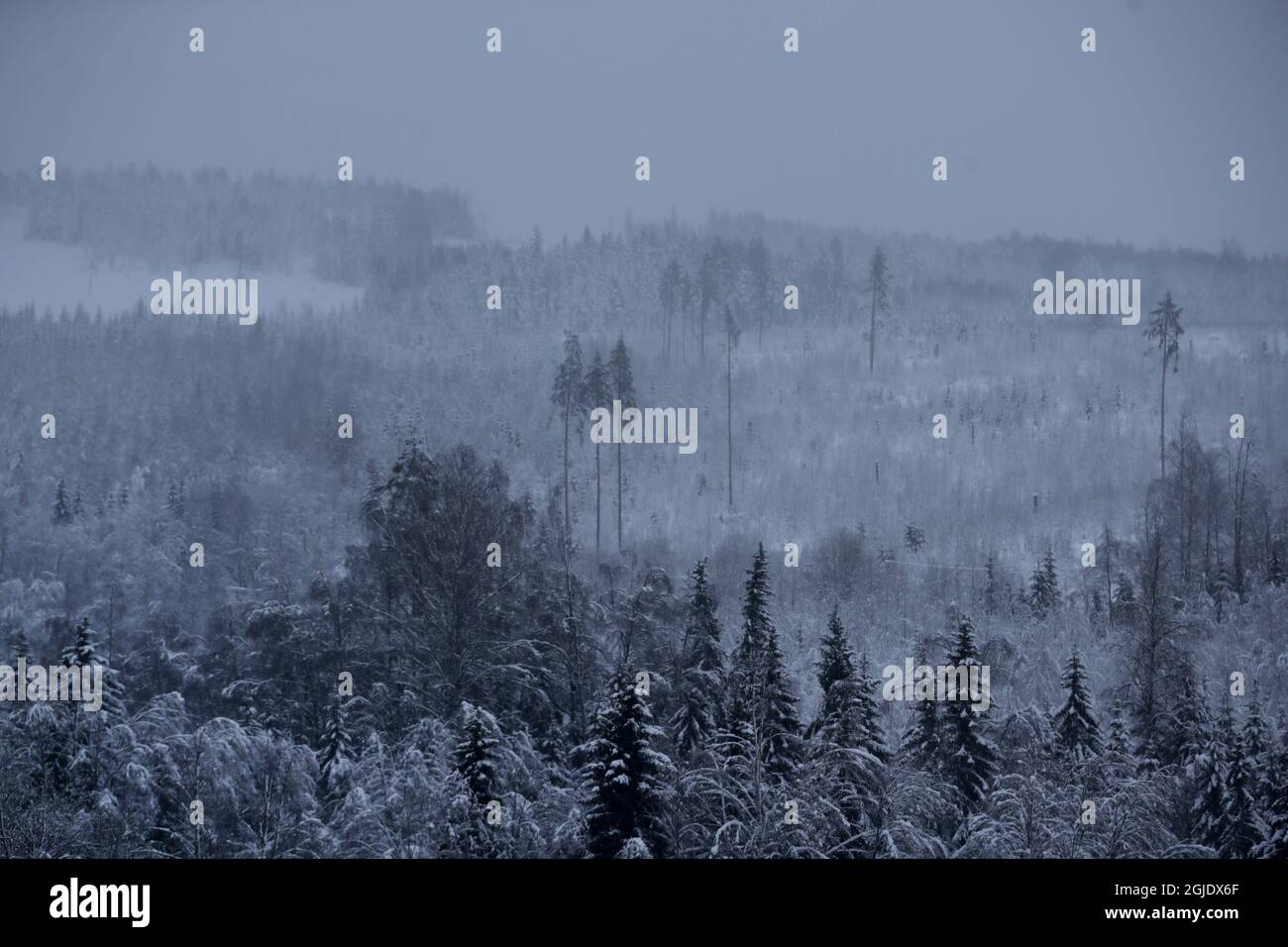 Le 13 janvier 2021, dans un paysage hivernal à l'extérieur de Sundsvall, dans le nord de la Suède, des arbres ont été couverts de neige. Tapis photo Andersson / TT / code 62210 *** SUÈDE OUT *** Banque D'Images