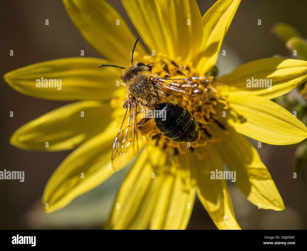 Abeille indigène sur le petit tournesol, pollen vu sur l'abeille, Maine Banque D'Images
