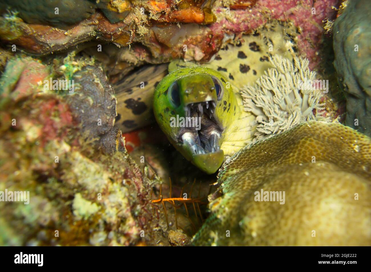 L'anguille de Moray fimbrié (Gymnothorax fimbriatus) dépasse de derrière une roche dans la mer philippine le 30 décembre 2011 Banque D'Images