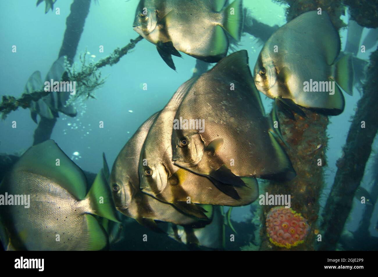 Le poisson-chauve-souris (Platax Batavianus) nage dans la mer philippine le 13 décembre 2011 Banque D'Images