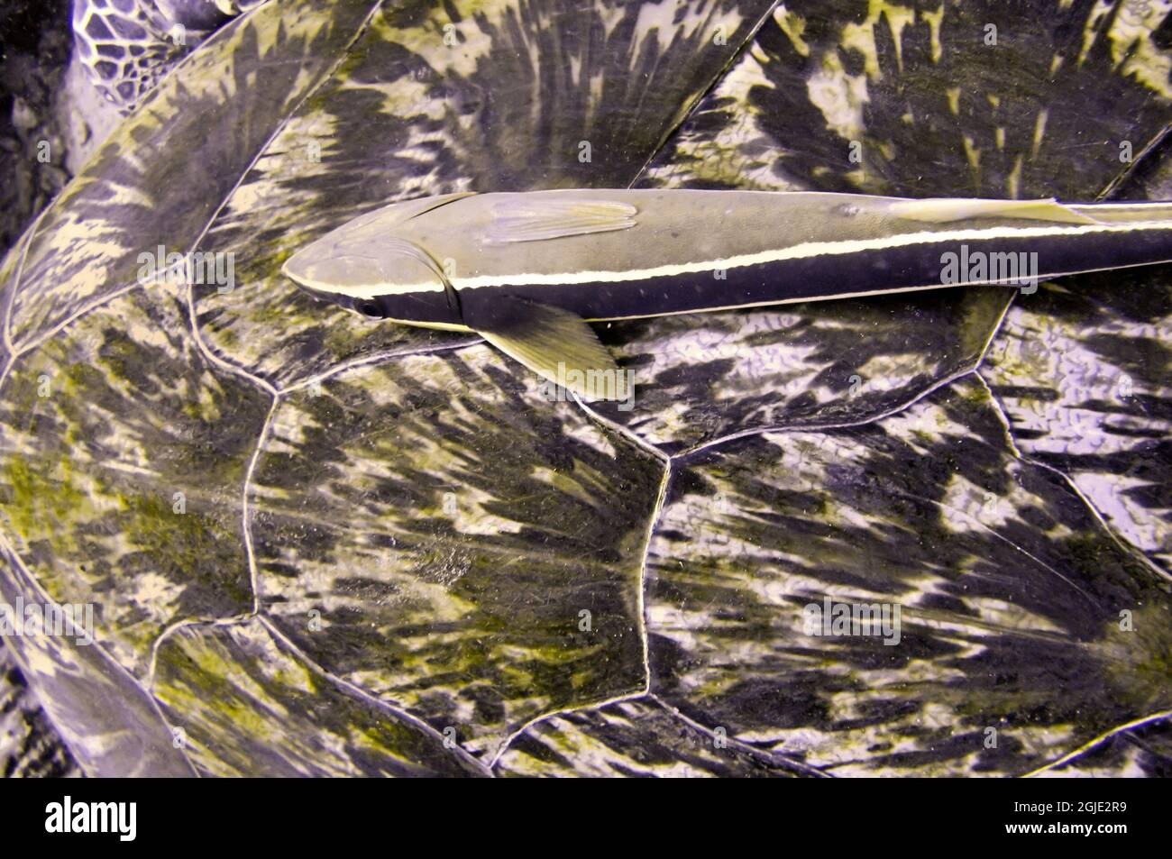 Suckerfish mince (Echeneis Naucrates) sur le bouclier d'une tortue de mer dans la mer philippine 18 décembre 2011 Banque D'Images