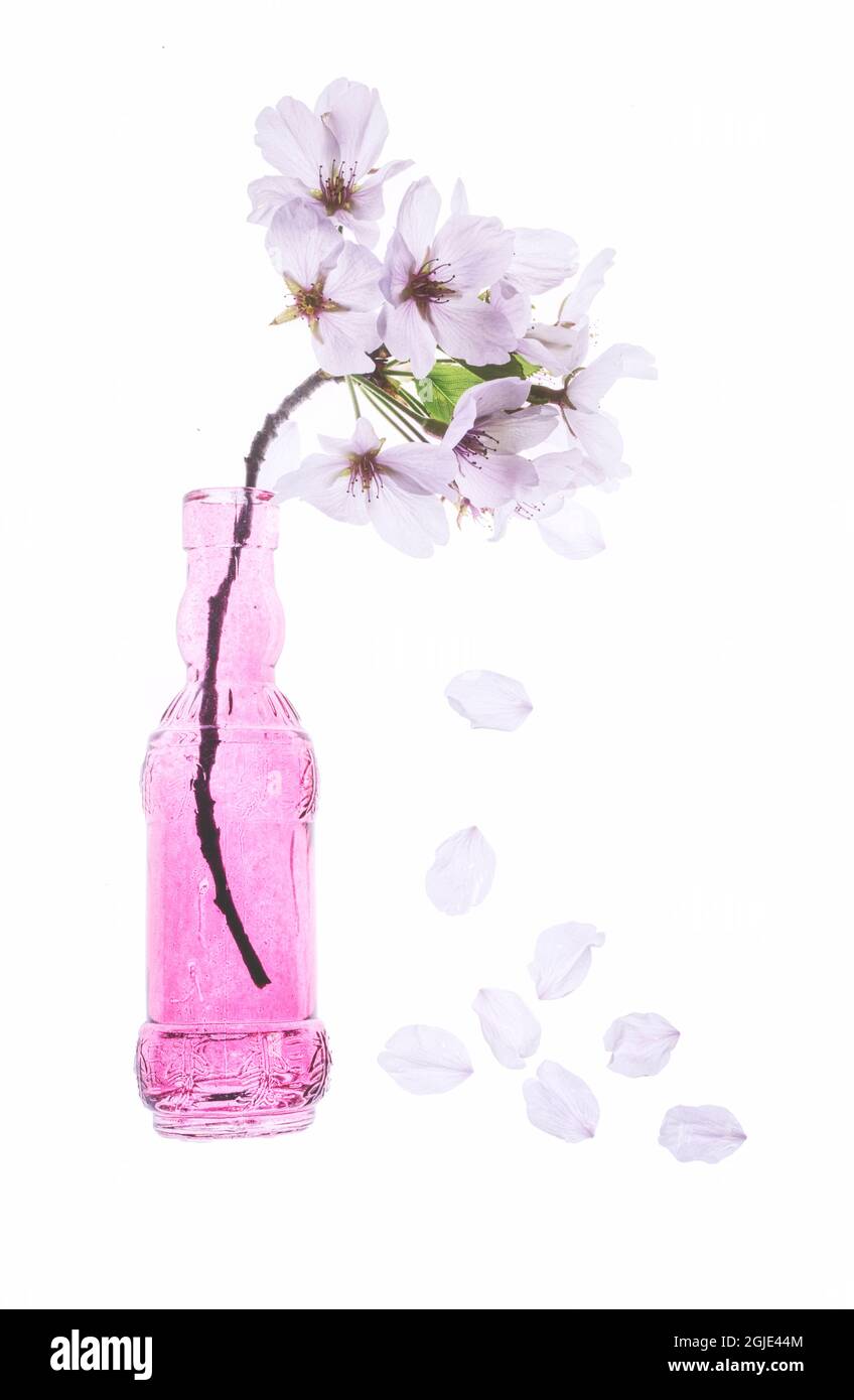 États-Unis, Maryland, Bethesda. Vase rose avec cerisiers en fleurs Banque D'Images