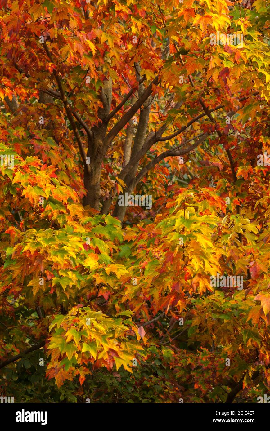 Érable argenté et feuillage d'automne à Arnold Arboretum, Boston, Massachusetts. Banque D'Images