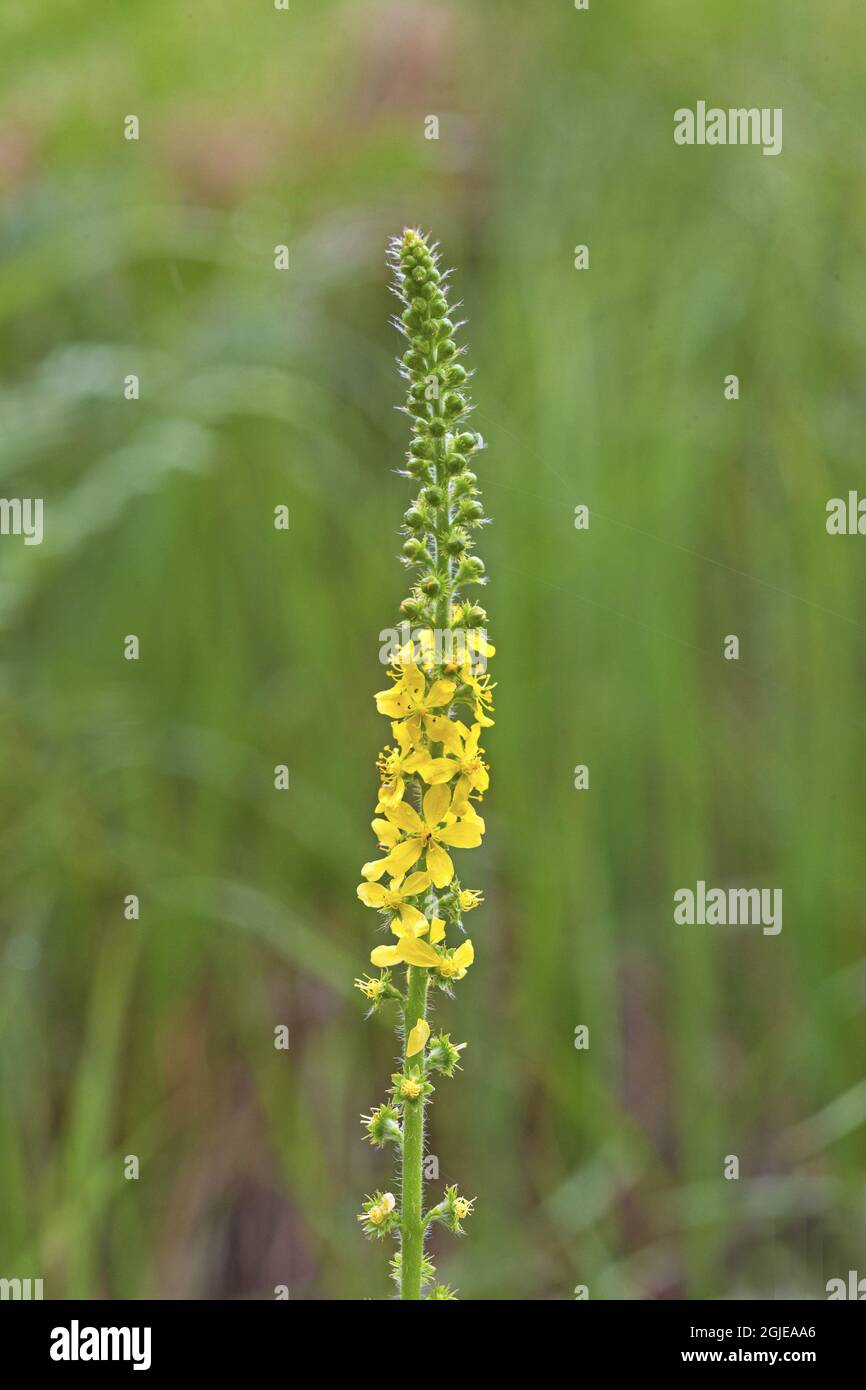 Agrimony (Agrimonia eupatoria) photo: Bengt Ekman / TT / code 2706 Banque D'Images