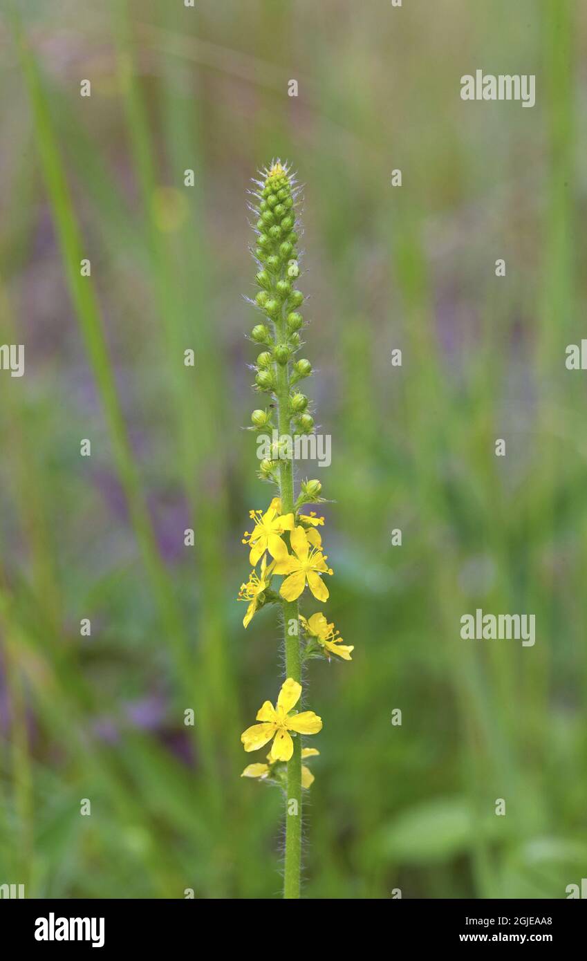 Agrimony (Agrimonia eupatoria) photo: Bengt Ekman / TT / code 2706 Banque D'Images