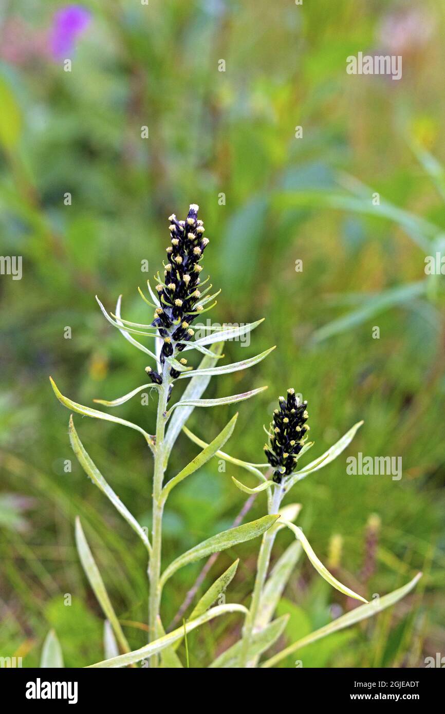 Herbe des Highlands (Gnapalium norvegicum) photo: Bengt Ekman / TT / code 2706 Banque D'Images