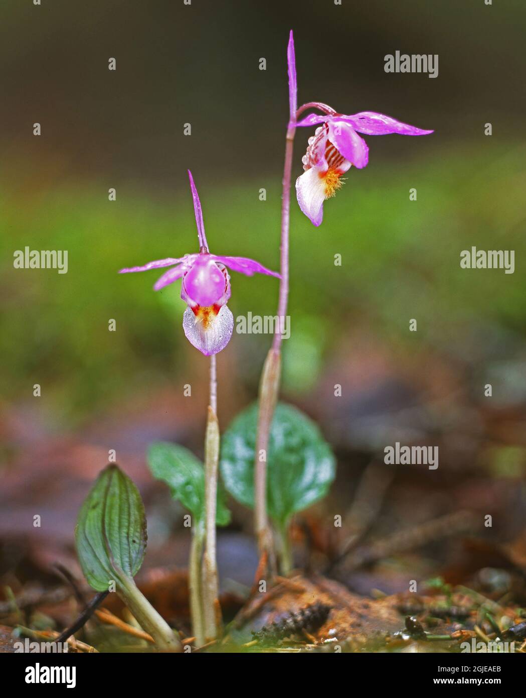 Slipper de fée (Calypso bulbosa) photo: Bengt Ekman / TT / code 2706 Banque D'Images