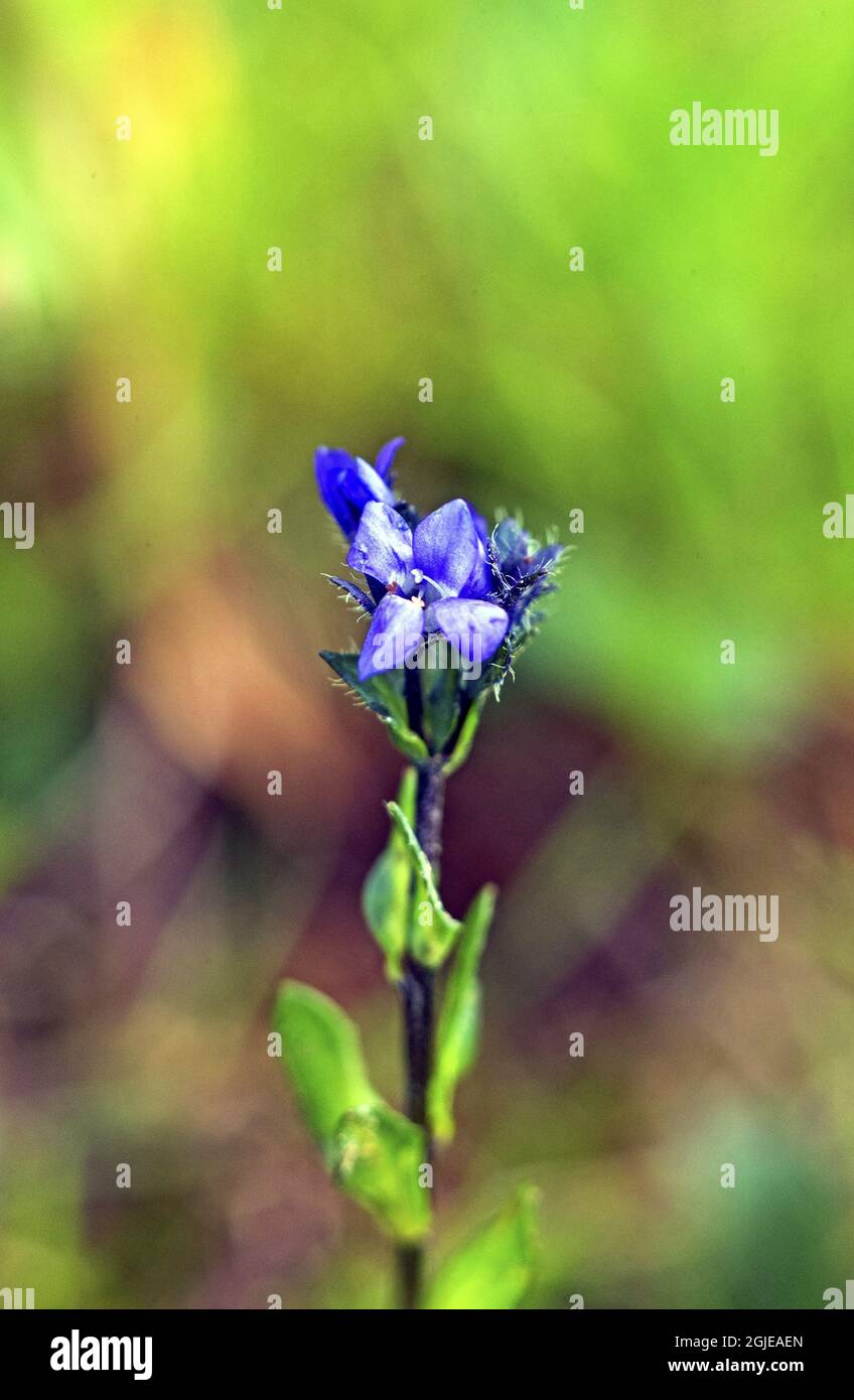 Alpine Speedwell (Veronica alpine) photo: Bengt Ekman / TT / code 2706 Banque D'Images