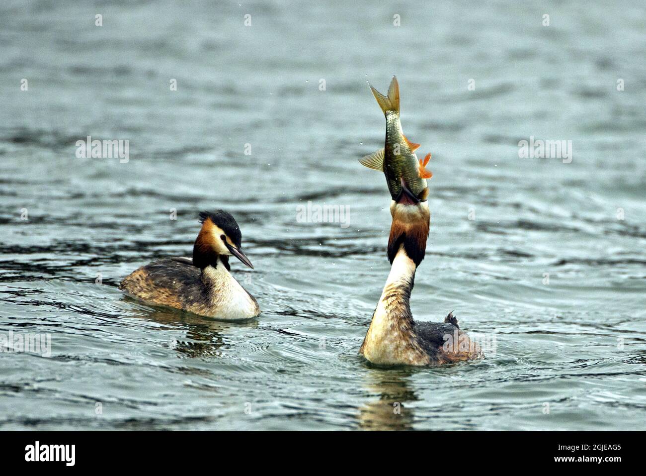 La grande Grebe à crête a pris un poisson ide (Podiceps cristatus) photo: Bengt Ekman / TT / code 2706 Banque D'Images