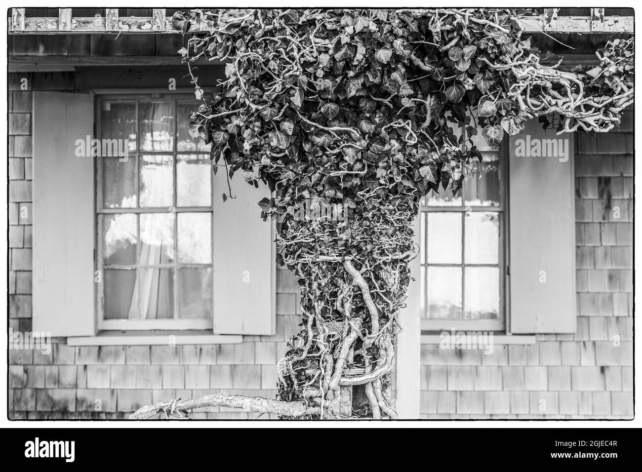 USA, New England, New Jersey, l'île de Nantucket, Siasconset, ivy cottage couvert Banque D'Images