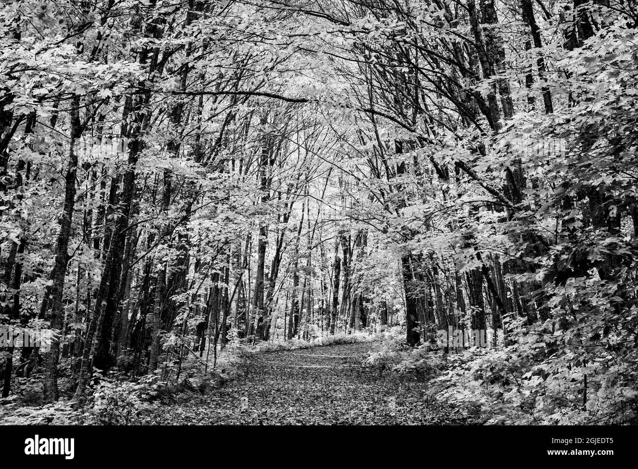 États-Unis, Michigan, Upper Peninsula, Porcupine Mountains Wilderness State Park, Little Carp River Trail Banque D'Images