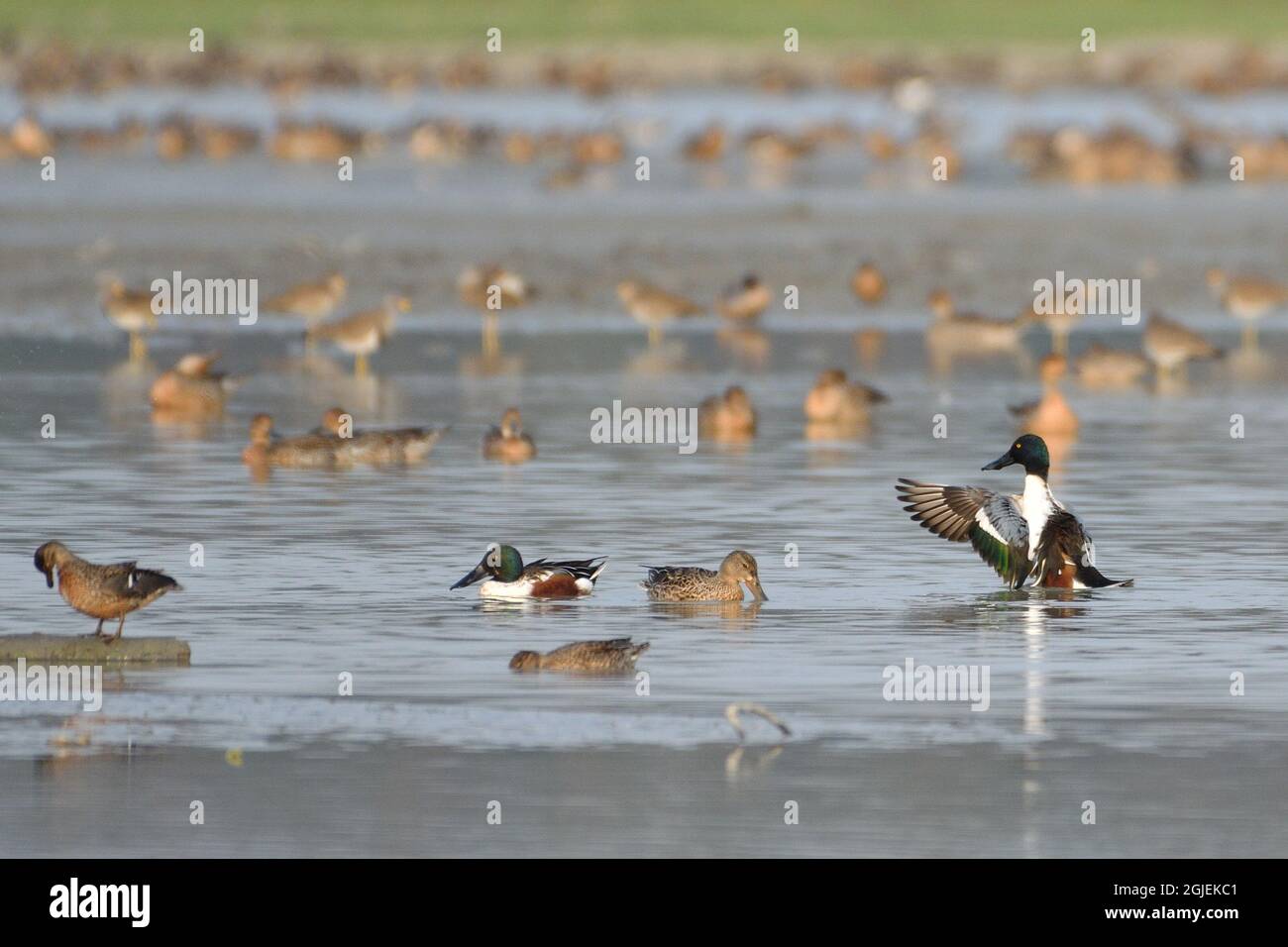 Les canards de la pelle butte nagent dans l'eau Banque D'Images Les canards de la pelle butte nagent dans l'eau Banque D'Images